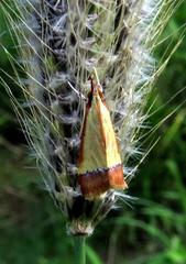 Pseudonoorda rubricostalis