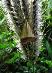 Pseudonoorda rubricostalis