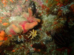 Ascidia incrassata