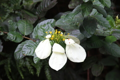 Mussaenda nannanii
