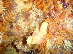 Ascidia incrassata