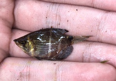 Sphaerichthys osphromenoides