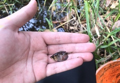 Sphaerichthys osphromenoides