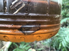 Sphaerichthys osphromenoides