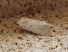 Leucocnemis perfundis