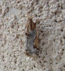 Loxostege albiceralis