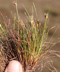 Ficinia overbergensis