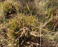 Ficinia overbergensis