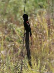 Euplectes progne progne