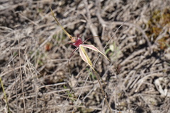 Caladenia lorea