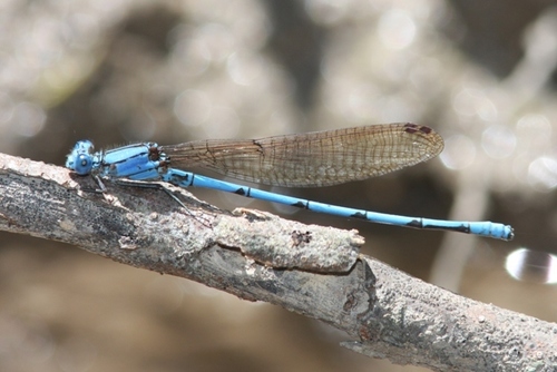 Cerulean Dancer