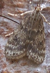 Scoparia penumbralis