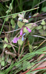 Scutellaria minor