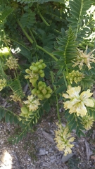 Astragalus pomonensis