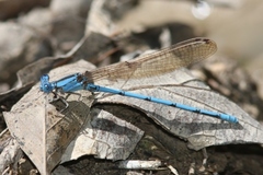 Argia anceps