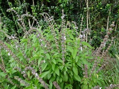 Ocimum kenyense