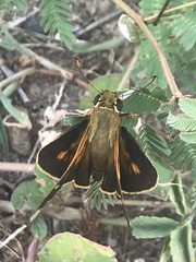 Atalopedes mesogramma