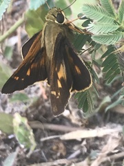 Atalopedes mesogramma