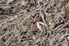Caladenia lorea