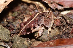 Limnonectes malesianus