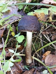 Pluteus rangifer