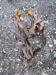 Hedophyllum dentigerum