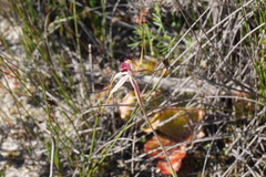 Caladenia lorea