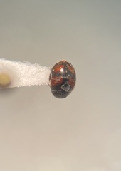 Sticholotis ruficeps