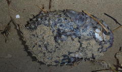 Cyclichthys orbicularis