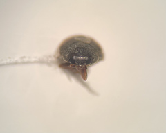 Sticholotis ruficeps