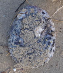 Cyclichthys orbicularis