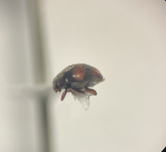 Sticholotis ruficeps