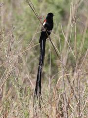 Euplectes progne progne