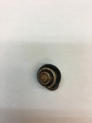 Cepaea nemoralis