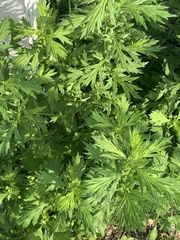 Artemisia vulgaris