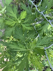 Artemisia vulgaris