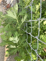 Artemisia vulgaris