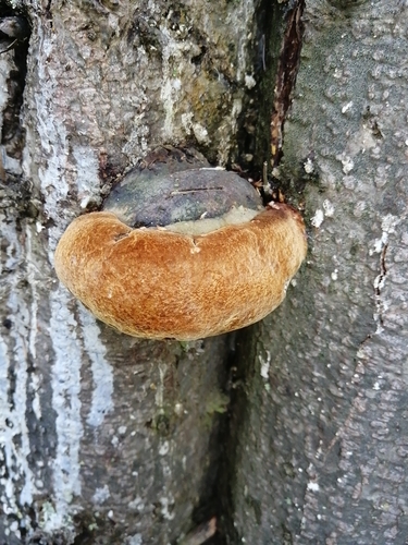 Fomitiporia hartigii