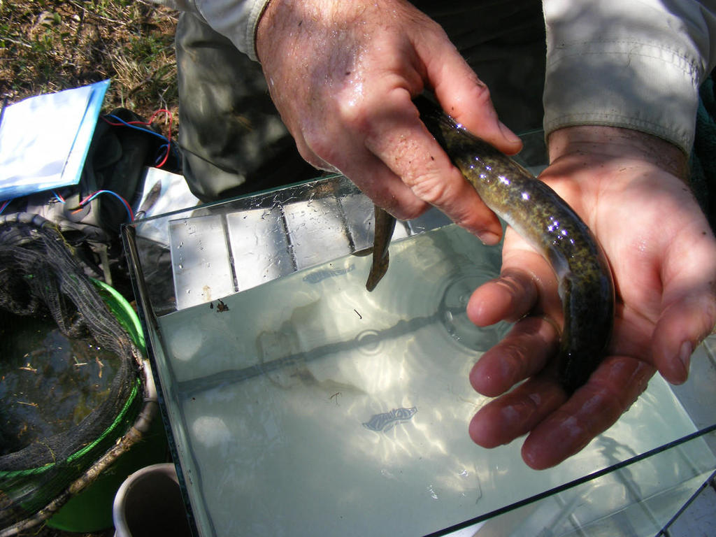 Giant mottled eel