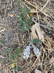 Heliotropium hirsutissimum