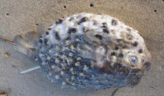 Cyclichthys orbicularis