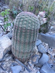 Echinocereus pectinatus pectinatus
