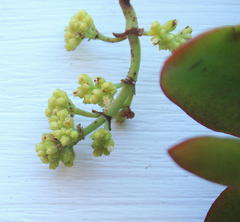 Crassula cultrata