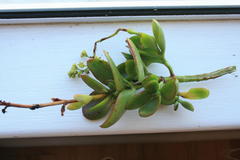 Crassula cultrata