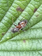 Pilophorus perplexus