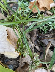 Cyperus nipponicus