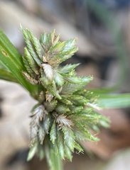 Cyperus nipponicus