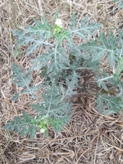 Parthenium confertum