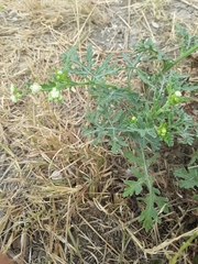 Parthenium confertum