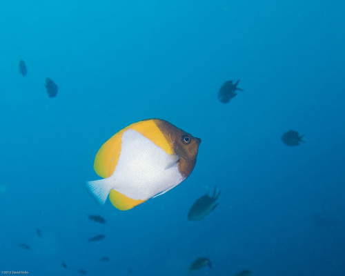 Pyramid Butterflyfish — seen at this dive site